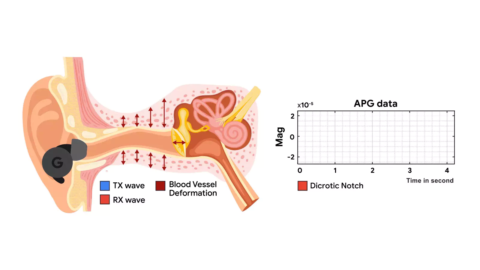 Heart rate monitoring using audio plethysmography